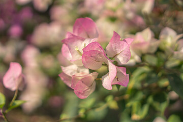 Pink Hibiscus flower