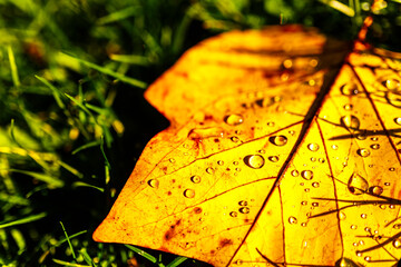 Sol de otoño