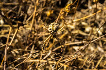 close up de una araña en una tarde de verano
