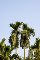Fototapeta na wymiar Two big betel nut tree under the blue sky