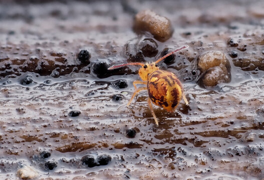 Kugelspringer in der Laubschicht
