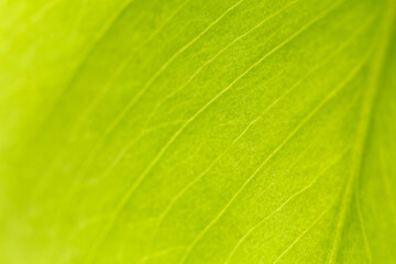 Fototapeta na wymiar Macro shot of a green leaf. Background texture. Nature concept.
