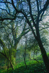 foggy morning in the forest