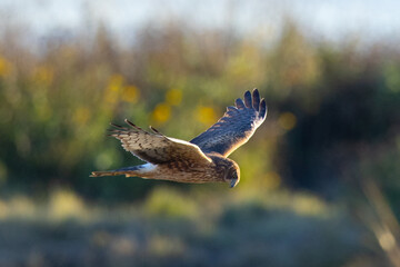 Extremely close view of a female hen harrier (Northern harrier) flying in beautiful light, seen in the wild in North California.