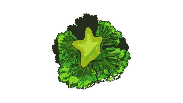 Broccoli cabbage icon animation best object on white background