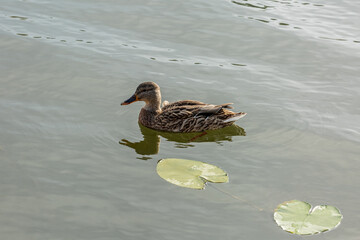 a lonely beautiful migratory wild duck floating on a pond, a brown plumage and a yellow beak, traces on the water behind a duck, a duck in a natural environment, daylight