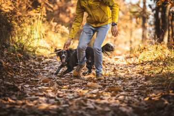 Dog breed spaniel plays with a stick in the autumn park