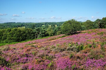 Obraz premium Lowland heather in bloom on Puttenham Common,Surrey, UK