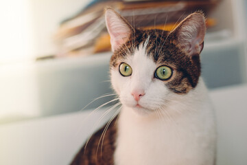 Cute Cat with green eyes lying on white floor. Banner, Copy space, close up, background. Adorable domestic pet concept.