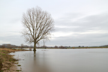 Bald tree standing in a Dutch river Maas with high water in winter on a cloudy gray day with a reflection in the water. Landscape with riverbed in ‘Rivierenland’, province Gelderland. With copy-space.