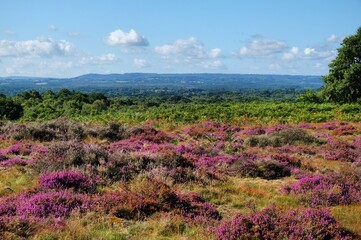 Obraz premium Lowland heather in bloom on Puttenham Common,Surrey, UK