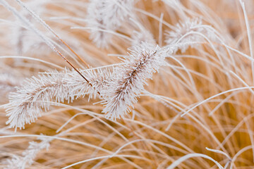 Obraz premium Abstract natural background of soft plants. Frosted pampas grass and flowers on a blurry bokeh, boho style. Patterns on the first ice. Earth watching