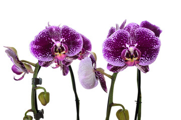 spotted phalaenopsis orichid on white background isolated