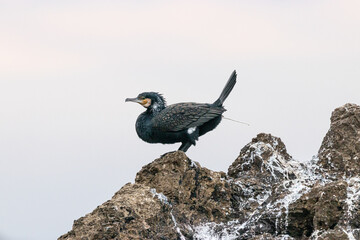 Cormorano