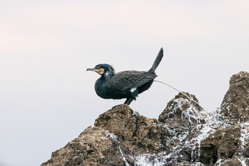 Cormorano