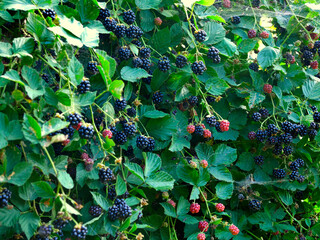Obraz premium Dojrzałe owoce Jeżyna, (Rubus L.) jest bardzo smaczna i pełna witamin