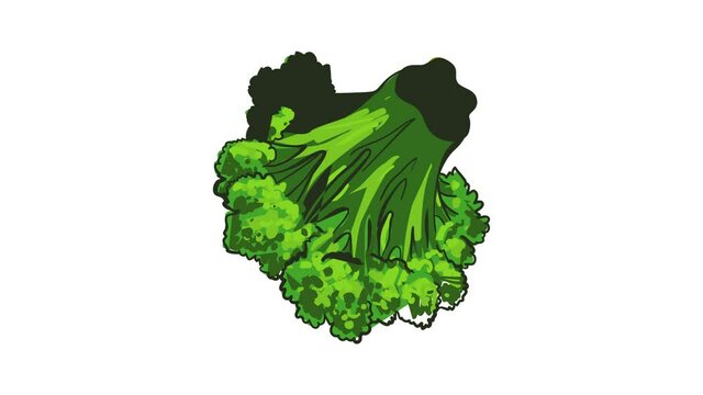 Broccoli vegetable icon animation best object on white background