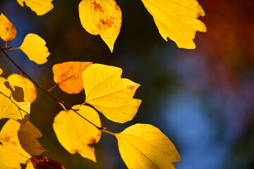 Tourist admiring Mt. Fuji in autumn, Japan