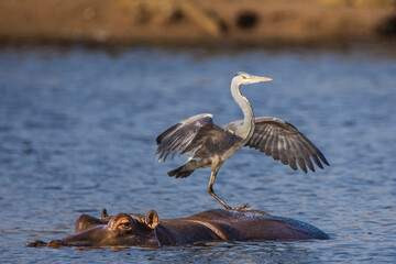 Grey Heron perched on hippo's back in Kruger national park