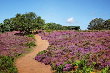 Lowland heather in bloom on Puttenham Common,Surrey, UK