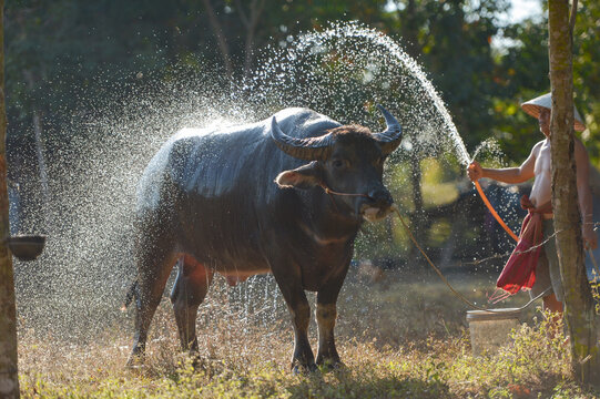 Water Buffalo,Crowd buffalo and farmer on during sunset,Domestic Water buffalo Local Thailand asian buffalo Bubalus bubalis
