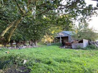 Old metal outbuilding, with a green pasture, and a brown cow on, Thornhills Lane, Clifton, Halifax, UK