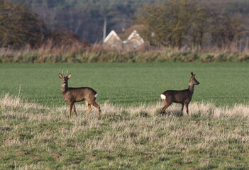 Roe deer bucks on farmland