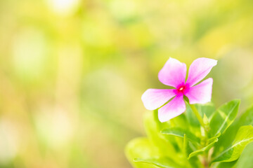 Concept nature view of White and pink leaf on blurred greenery background in garden and sunlight with copy space using as background natural green plants landscape, ecology, fresh wallpaper concept.