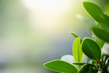 Concept nature view of green leaf on blurred greenery background in garden and sunlight with copy space using as background natural green plants landscape, ecology, fresh wallpaper concept.