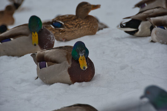 A drake, a mallard, a close-up in the snow among a flock of ducks, a green head with a blue tint and a yellow beak covered with a crust of ice.