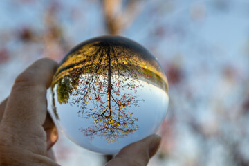Tree in glass ball held in hand