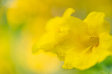 Concept nature view of yellow leaf on blurred greenery background in garden and sunlight with copy space using as background natural green plants landscape, ecology, fresh wallpaper concept.