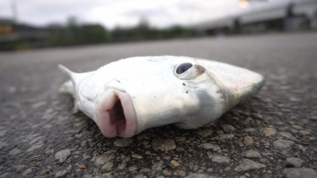 Close up the eye of sicklefish move around and breathe before death at asphalt road. Fishing activity.