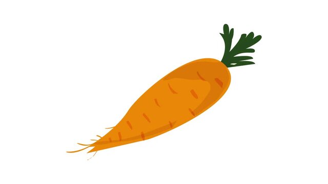 Garden carrot icon animation best object on white background