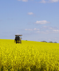 Hunters watch stand in field of rapeseed