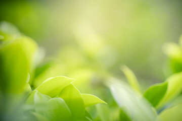 Concept nature view of green leaf on blurred greenery background in garden and sunlight with copy space using as background natural green plants landscape, ecology, fresh wallpaper concept.