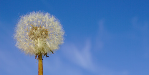 Dandelion in blue sky