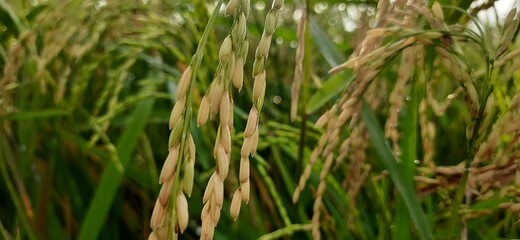 Rise panoeama beautiful