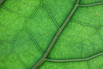 Green Leaf texture nature background 