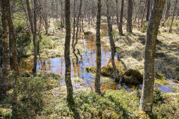 Spring flood