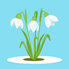 Obraz na płótnie Canvas Snowdrops. Vector illustration of snowdrops. White snowdrops on a blue background. Spring has come.