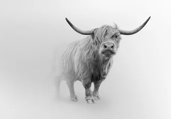 Foto op Plexiglas Schotse hooglander schotland wildernis hoogland koe in de mist