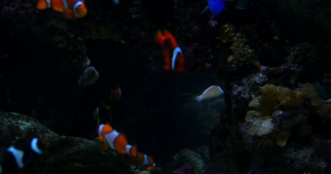 Clownfish Amphiprioninae Anemonefish