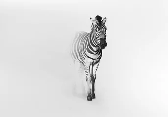 Keuken spatwand met foto zwart-wit Zebra Afrikaanse dieren in het wild dier © Effect of Darkness