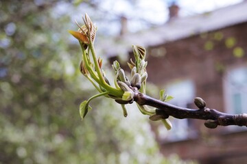 Branch with blossoming young leaves against the background of the street, spring, March