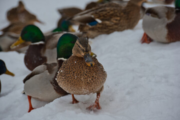 Close-up of a brown female mallard, with ruffled plumage, boldly walks through the snow. Around...