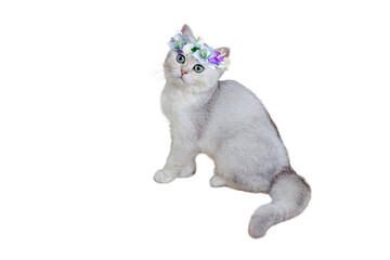Beautiful gray kitten British breed in a blue flower crown sitting on a white background.