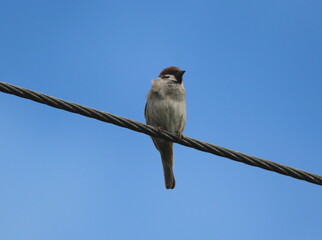 Tree Sparrow perched on a wire