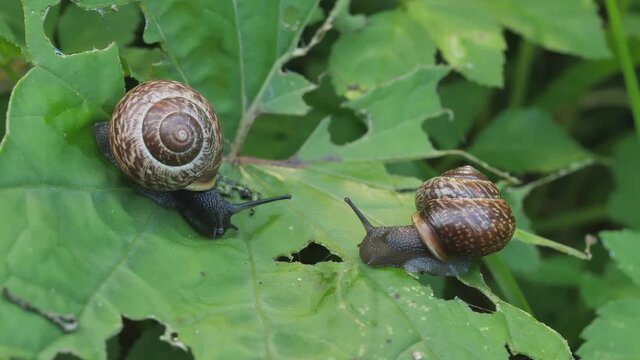zwei schnecken kriechen auf einem blatt, schnirkelschnecke bzw. baumschnecke, arianta arbustorum