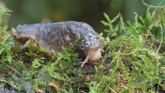 nacktschnecke kriecht auf moos, ganze schnecke, schnegel